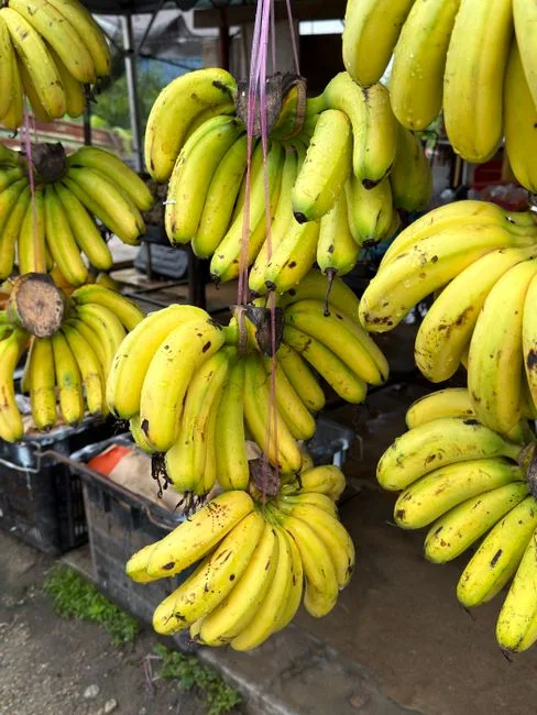 Pisang janten