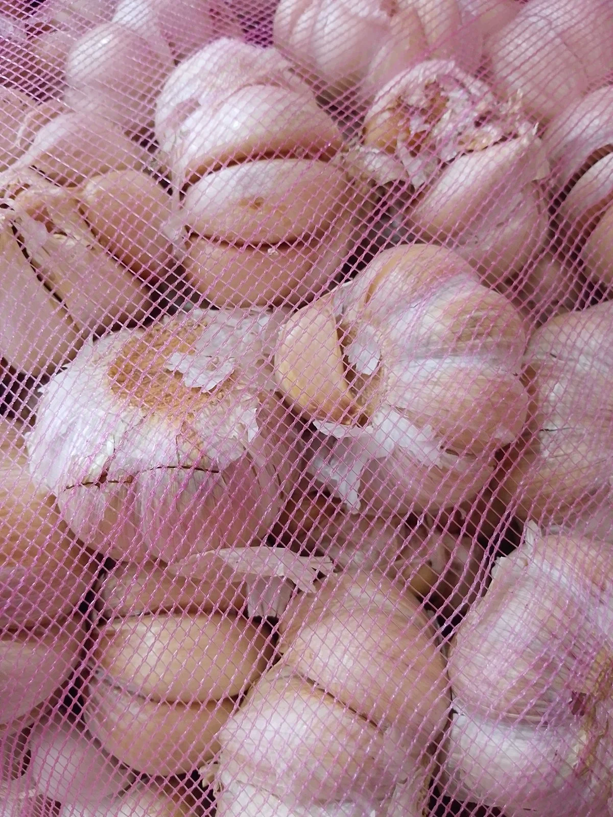 Bawang Putih Super