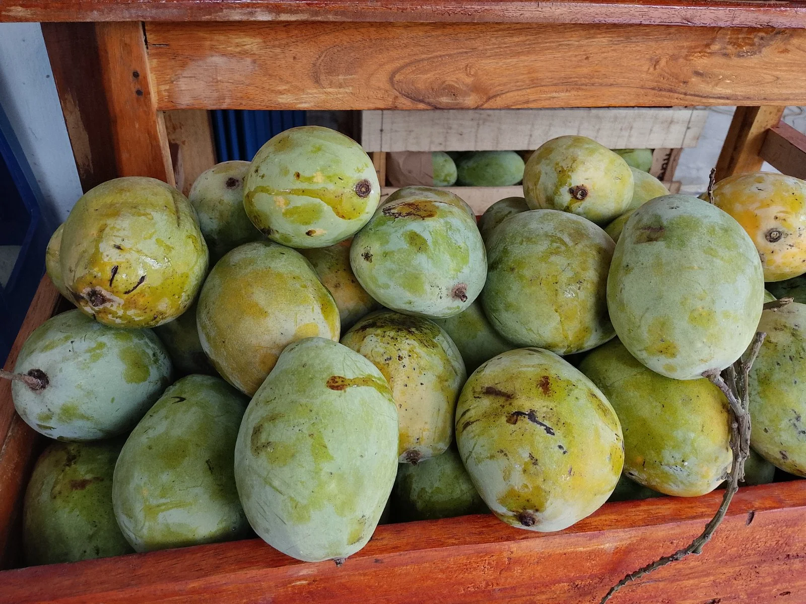 Mangga Indramayu