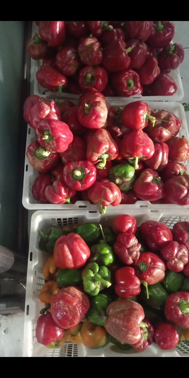 Paprika Merah 500 gram